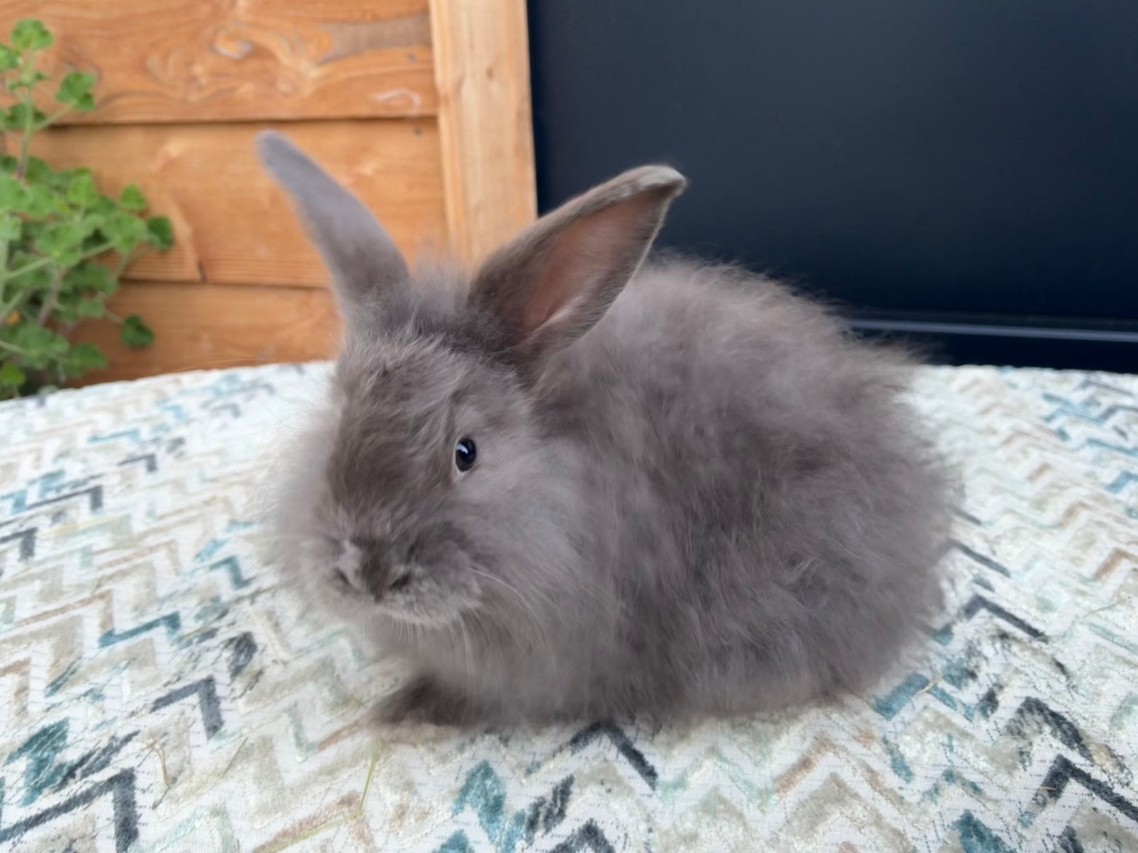 Aangeboden jonge satijnangora konijnen geboren 9 september, Meerdere dieren