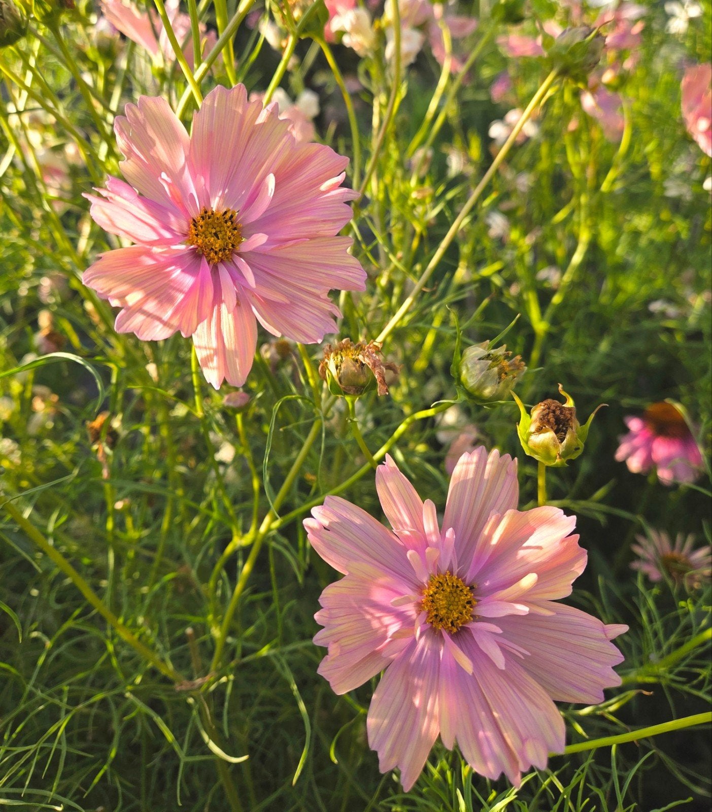 Zaden cosmea apricot, Tuin en Terras, Ophalen of Verzenden, Volle zon