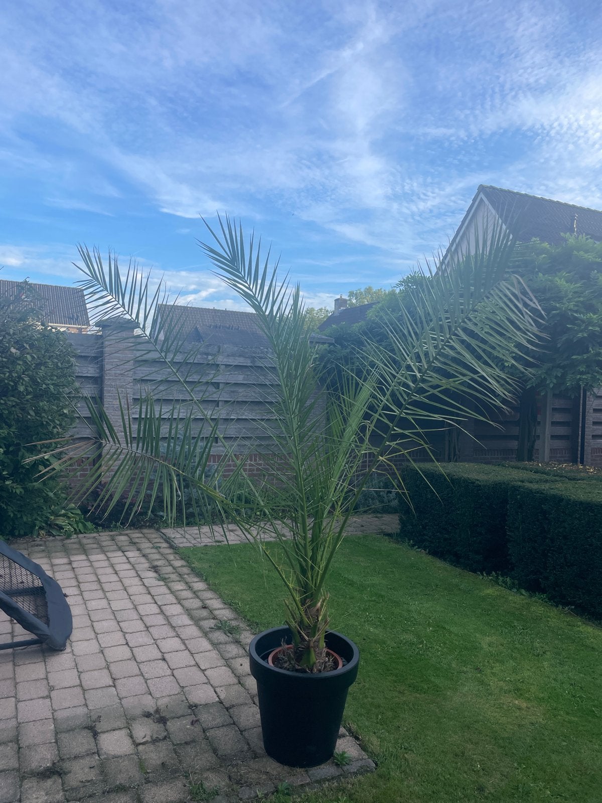 Grote Phoenix Canariensis Palmboom in Pot, Volle zon, Vaste plant, Bloeit niet, Ophalen