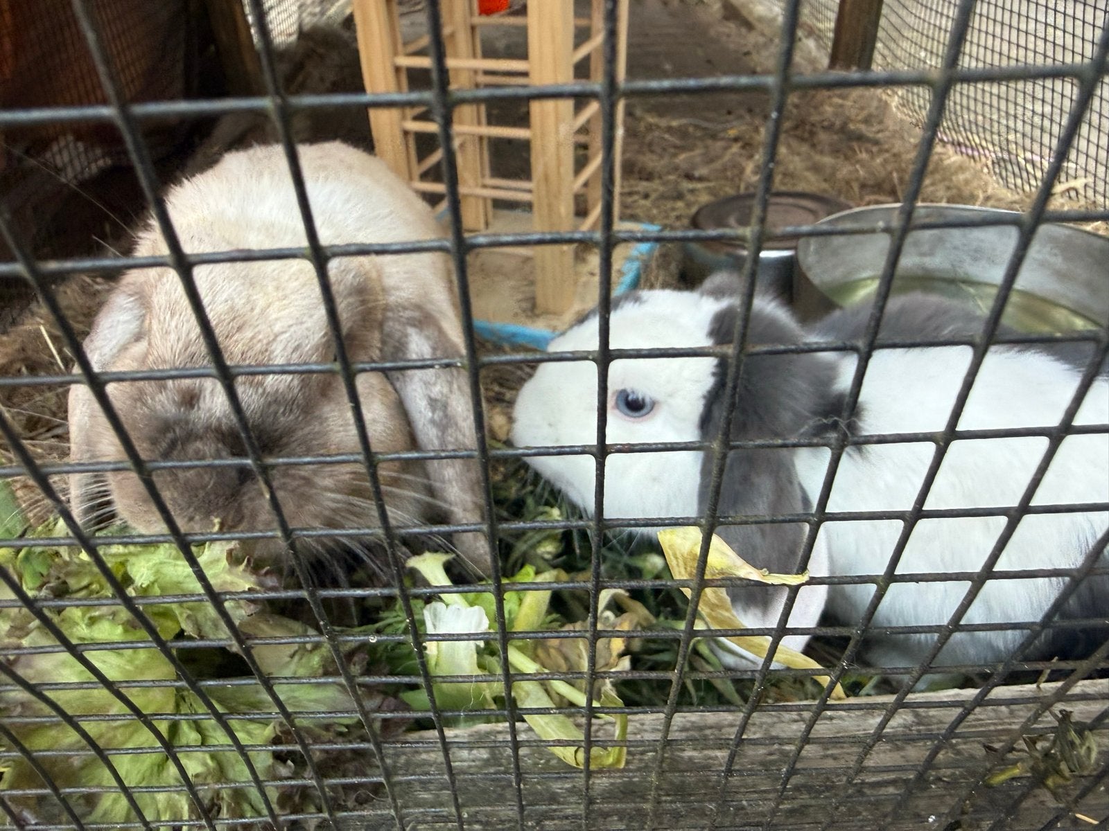 Koppel konijnen, Dieren en Toebehoren, Meerdere dieren, Dwerg