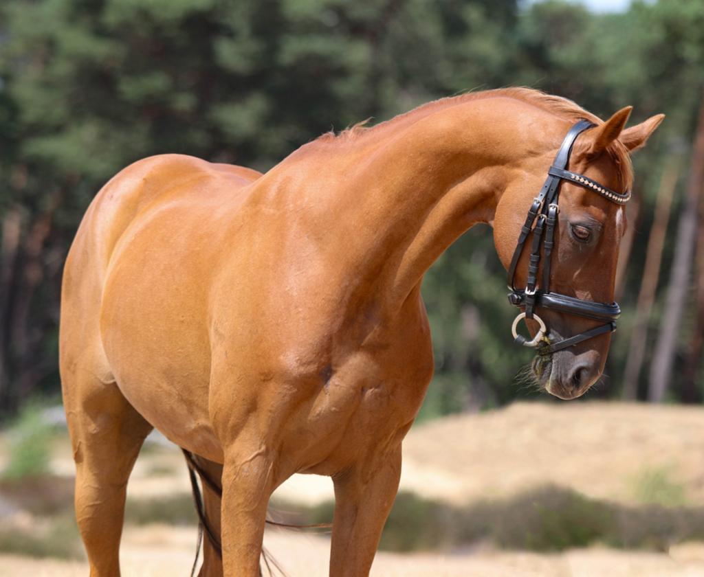 Dressuurpony M1+wp die ook kan springen/crossen, Dieren en Toebehoren, Pony's, Gechipt, Ruin, M, 11 jaar of ouder