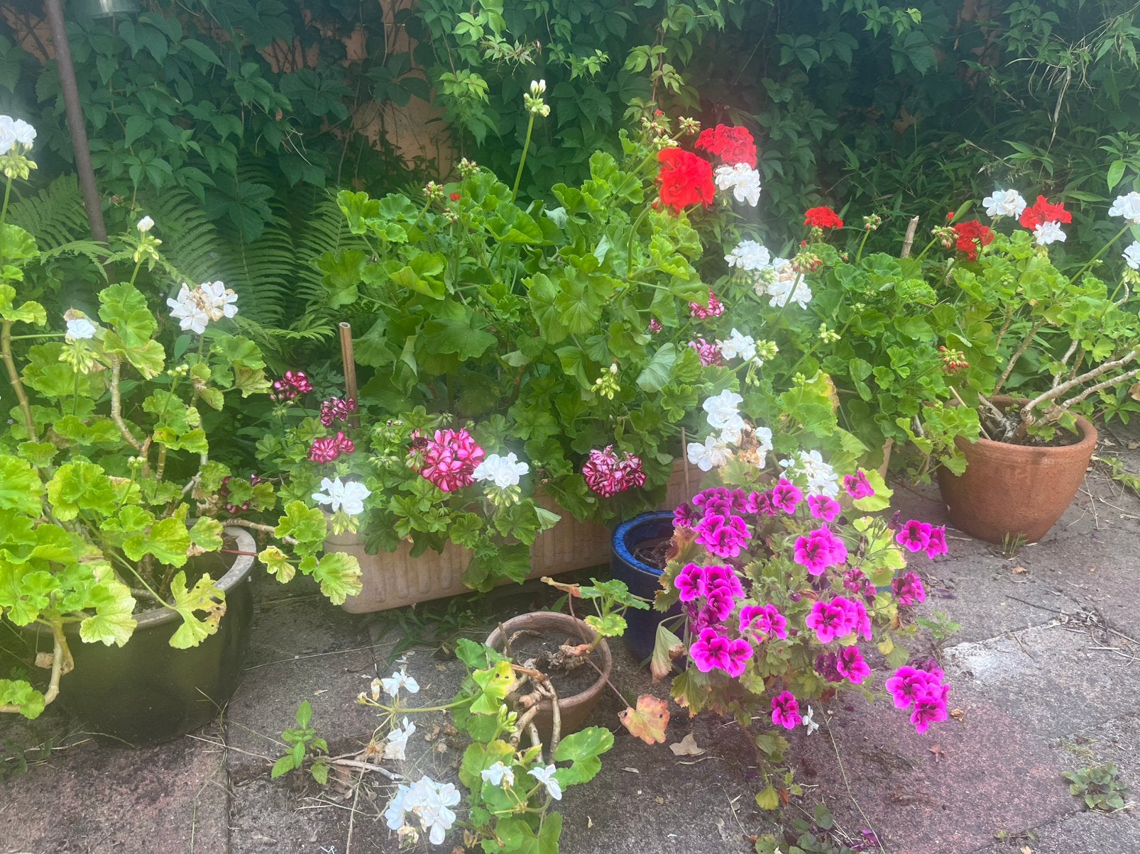 Geraniums in potten - Diverse kleuren, Volle zon, Vaste plant, Zomer, Ophalen