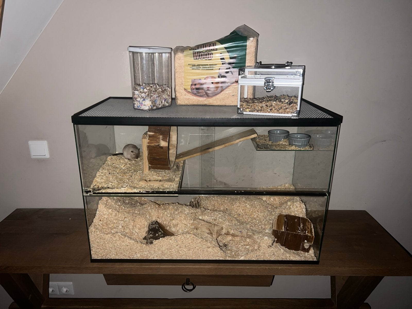 Handtamme gerbrils met een compleet hok!, Juni, Meerdere dieren, Overige typen, Tam