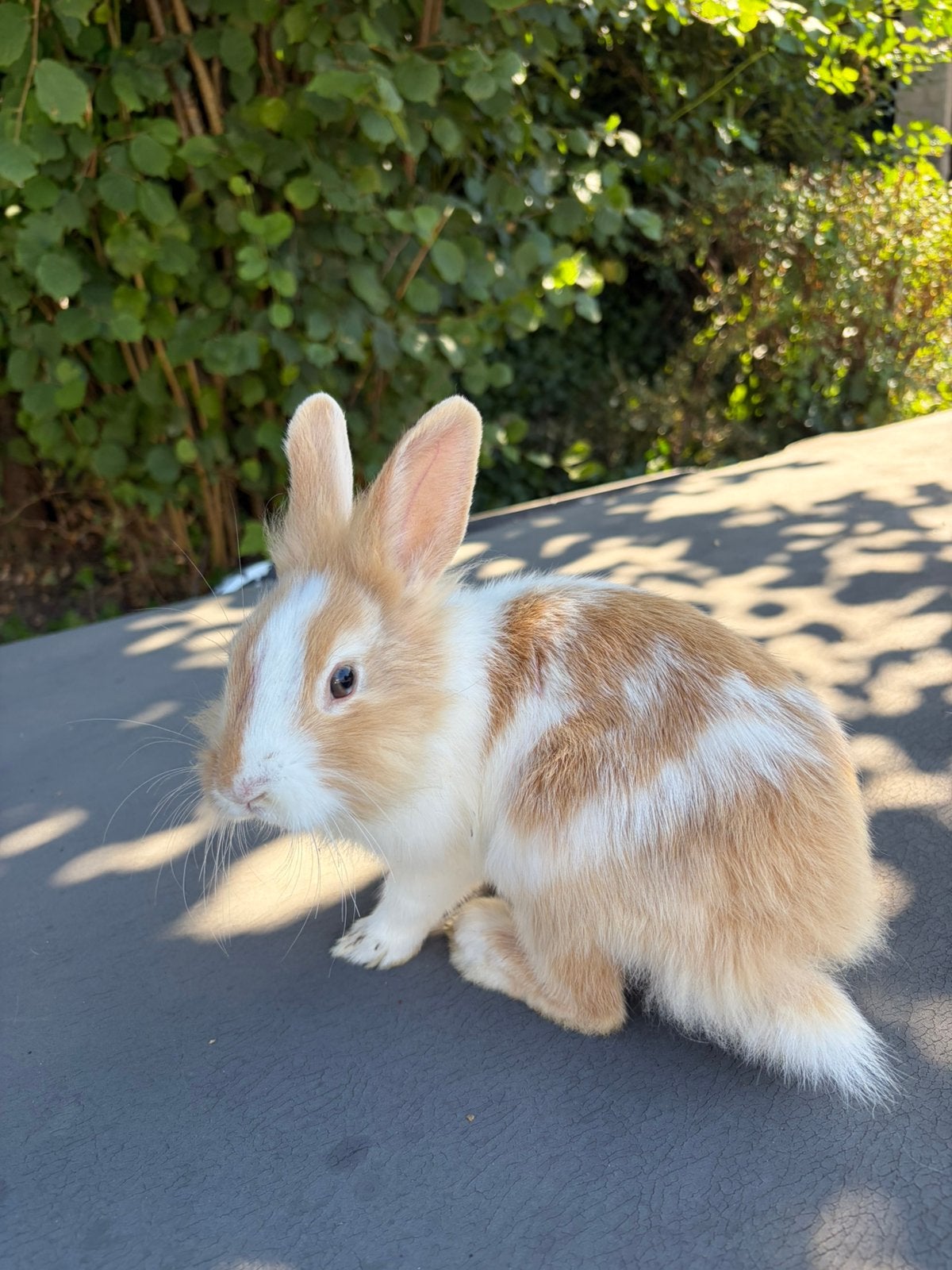Dwerg konijntjes, Dieren en Toebehoren, Konijnen, Meerdere dieren, Dwerg, Hangoor