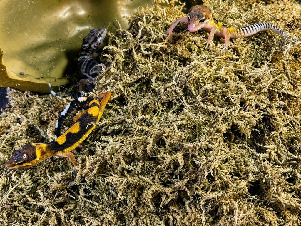 Prachtige Luipaardgekko's (Eublepharis macularius) Leopard Gecko photo 4