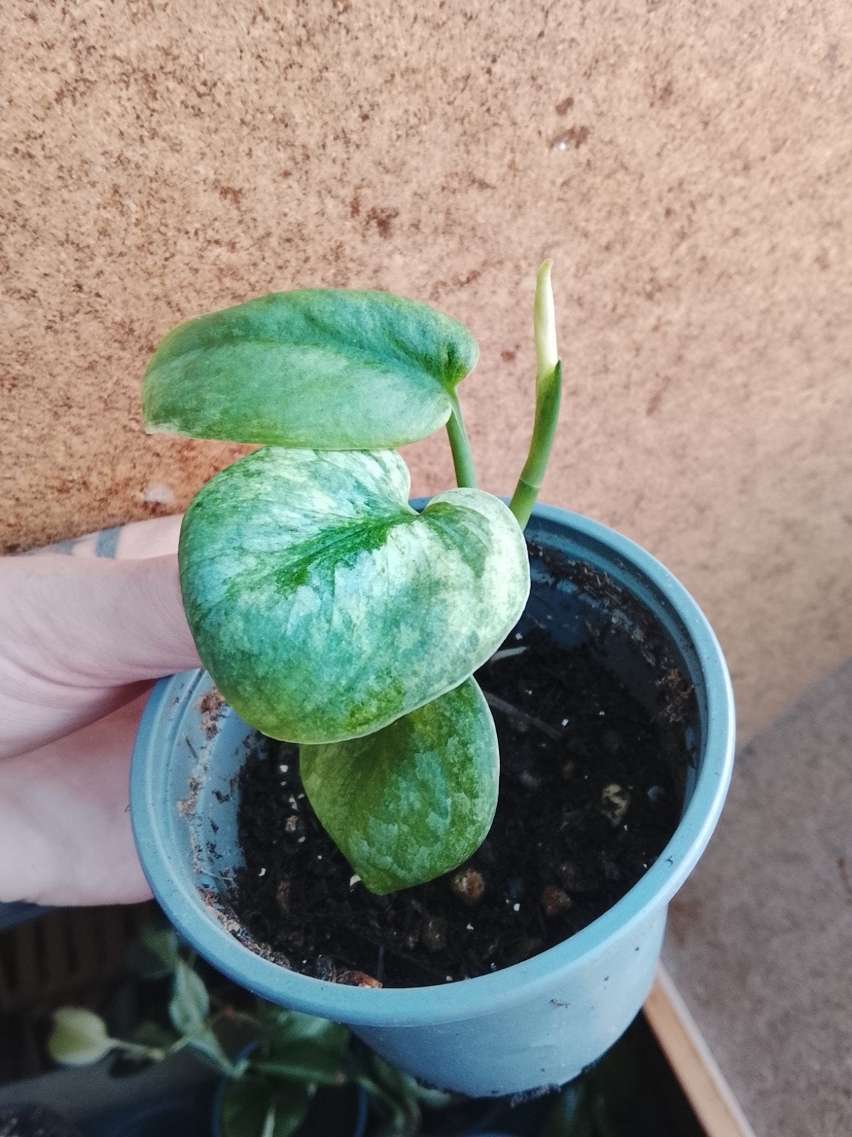 Scindapsus Silver Dark Cloud Variegata plantje, Ophalen of Verzenden, Halfschaduw, Minder dan 100 cm