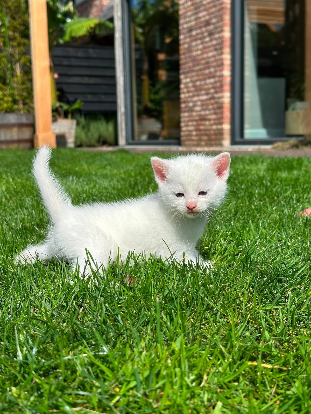 Kittens, Dieren en Toebehoren, Katten en Kittens | Overige Katten