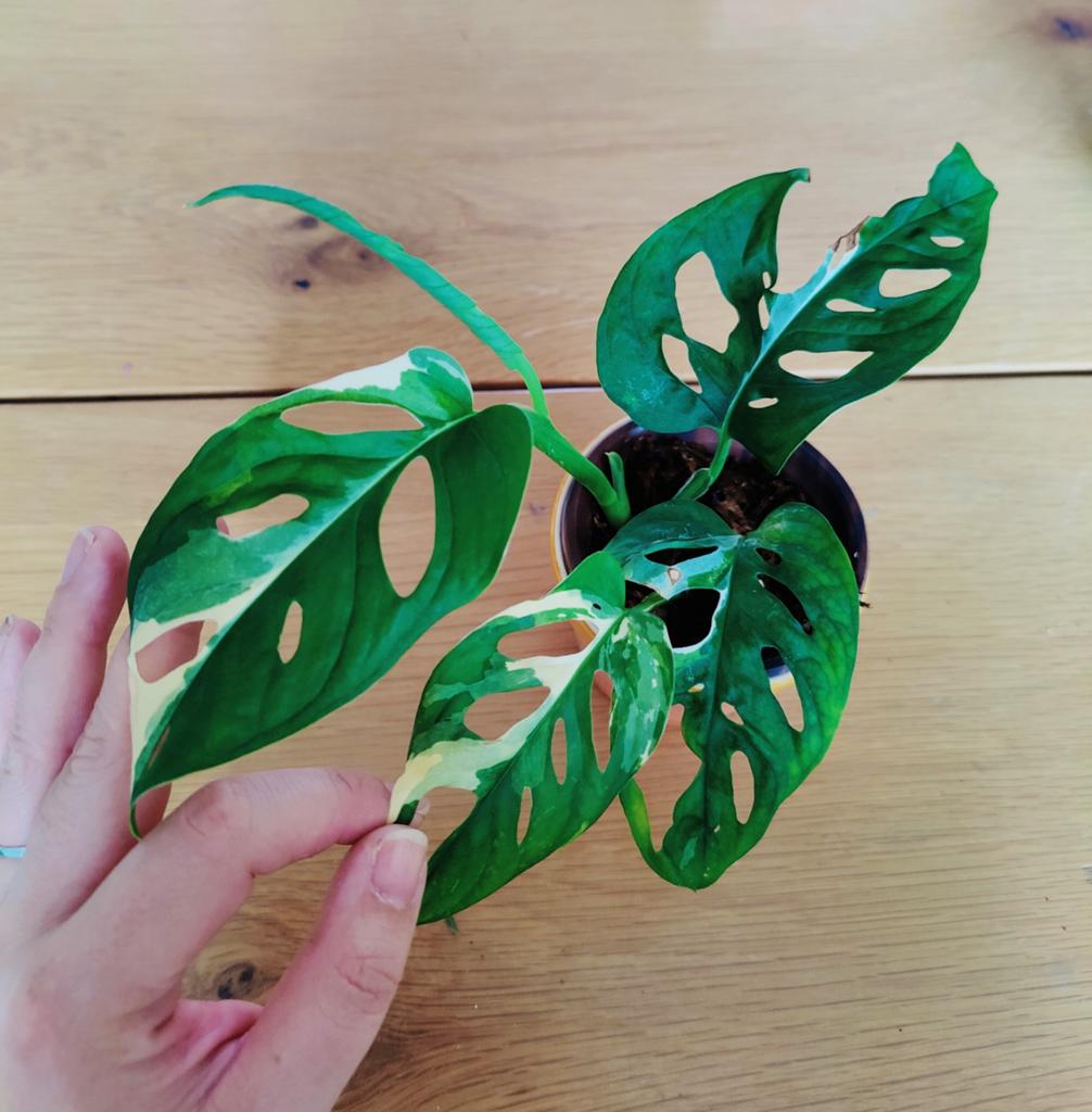 Monstera adansonii variegata, Huis en Inrichting, Kamerplanten, Ophalen, Halfschaduw, Minder dan 100 cm