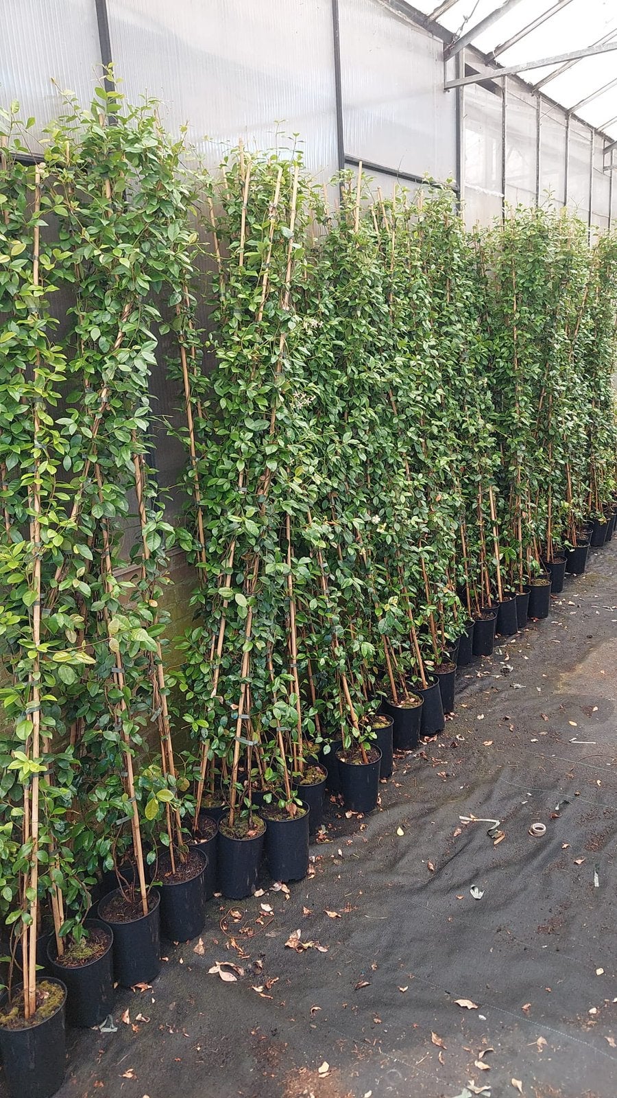 Gele toscaanse jasmijnen hoog 175/195 op 22/6 nog 40 st, Ophalen, Volle zon, Vaste plant, Klimplanten