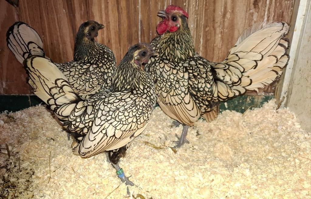Trio sebright kriel, Dieren en Toebehoren, Pluimvee, Meerdere dieren, Kip
