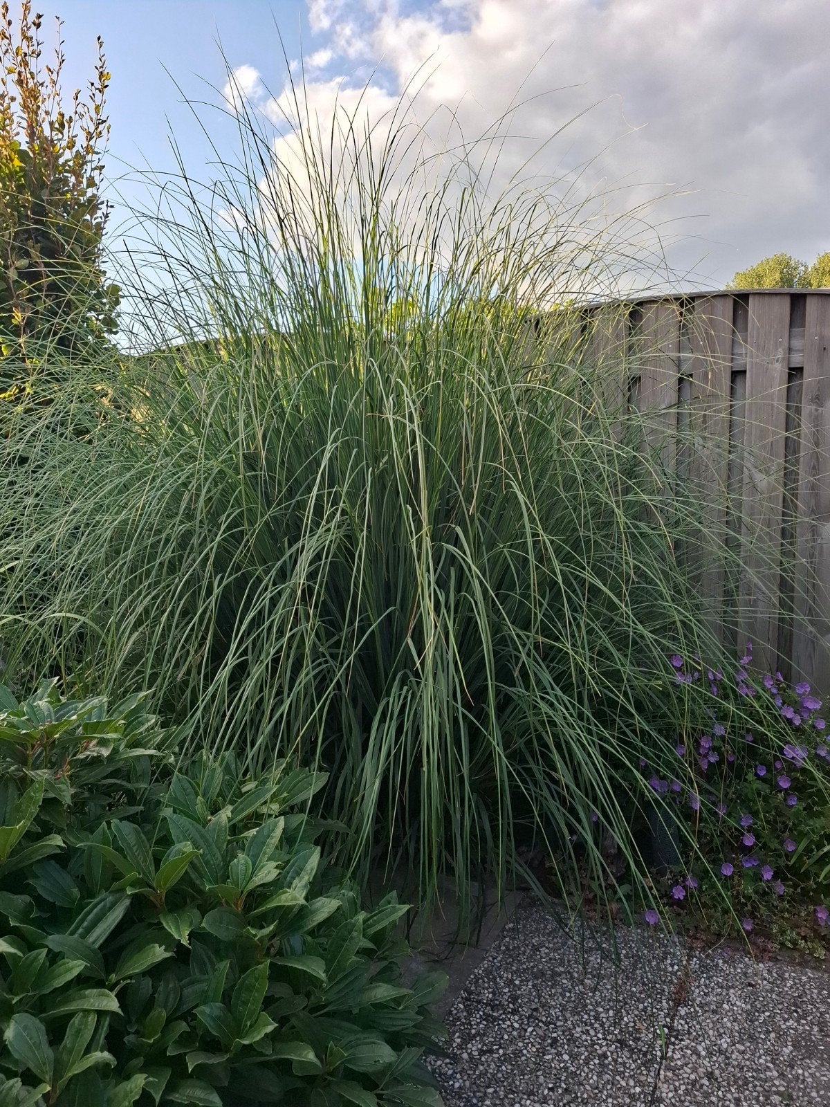 Mooie volle Pampas siergras GRATIS, Tuin en Terras, Ophalen, Volle zon, Vaste plant, Siergrassen