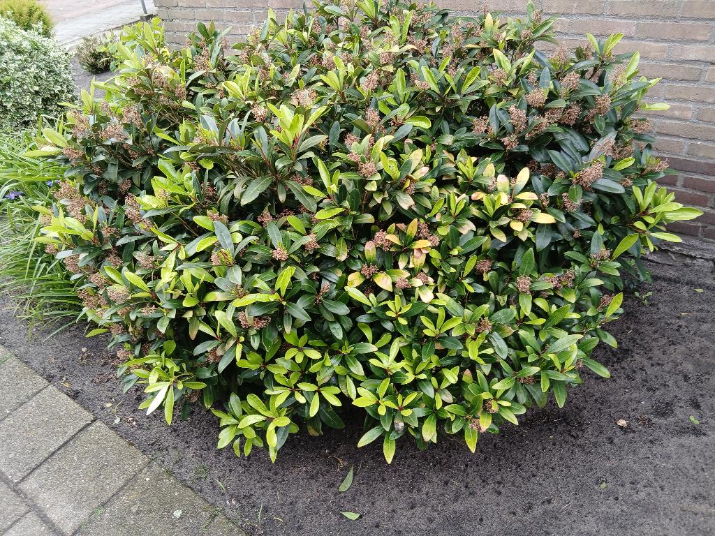 SKIMMIA !!, Tuin en Terras, Planten | Tuinplanten, Ophalen, Vaste plant, Overige soorten, Halfschaduw