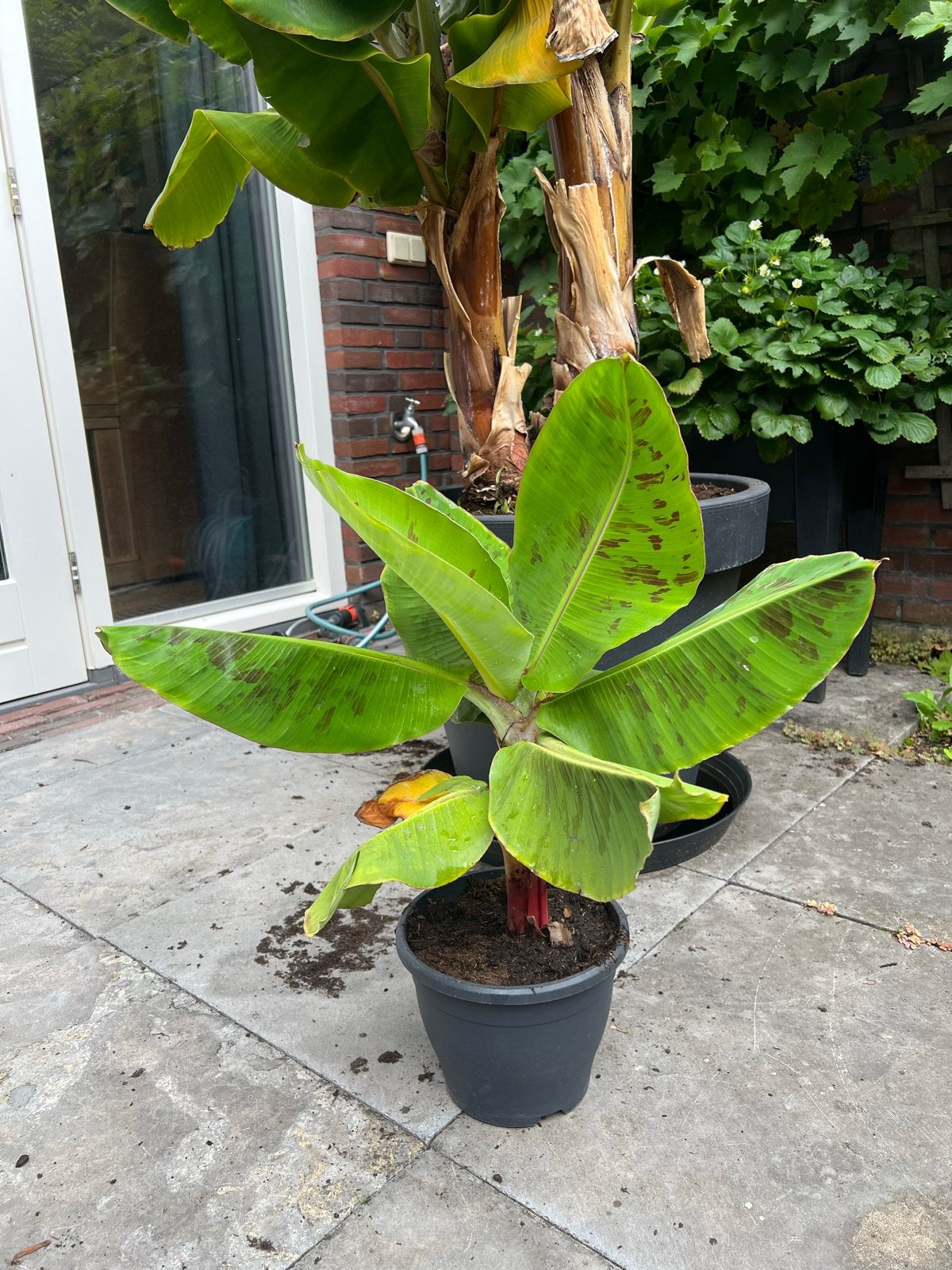 Bananenplant - Musa Basjoo - Winterhard, Tuin en Terras, Ophalen, Volle zon, Vaste plant, Bloeit niet