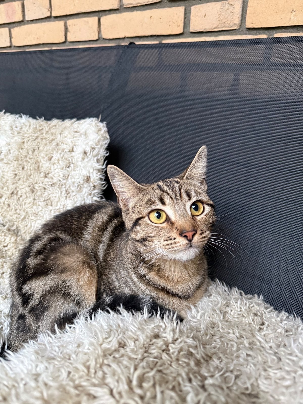 Kitten 9 maanden oud - opzoek naar een liefdevol gezin/plek, Poes, Kortharig, 0 tot 2 jaar
