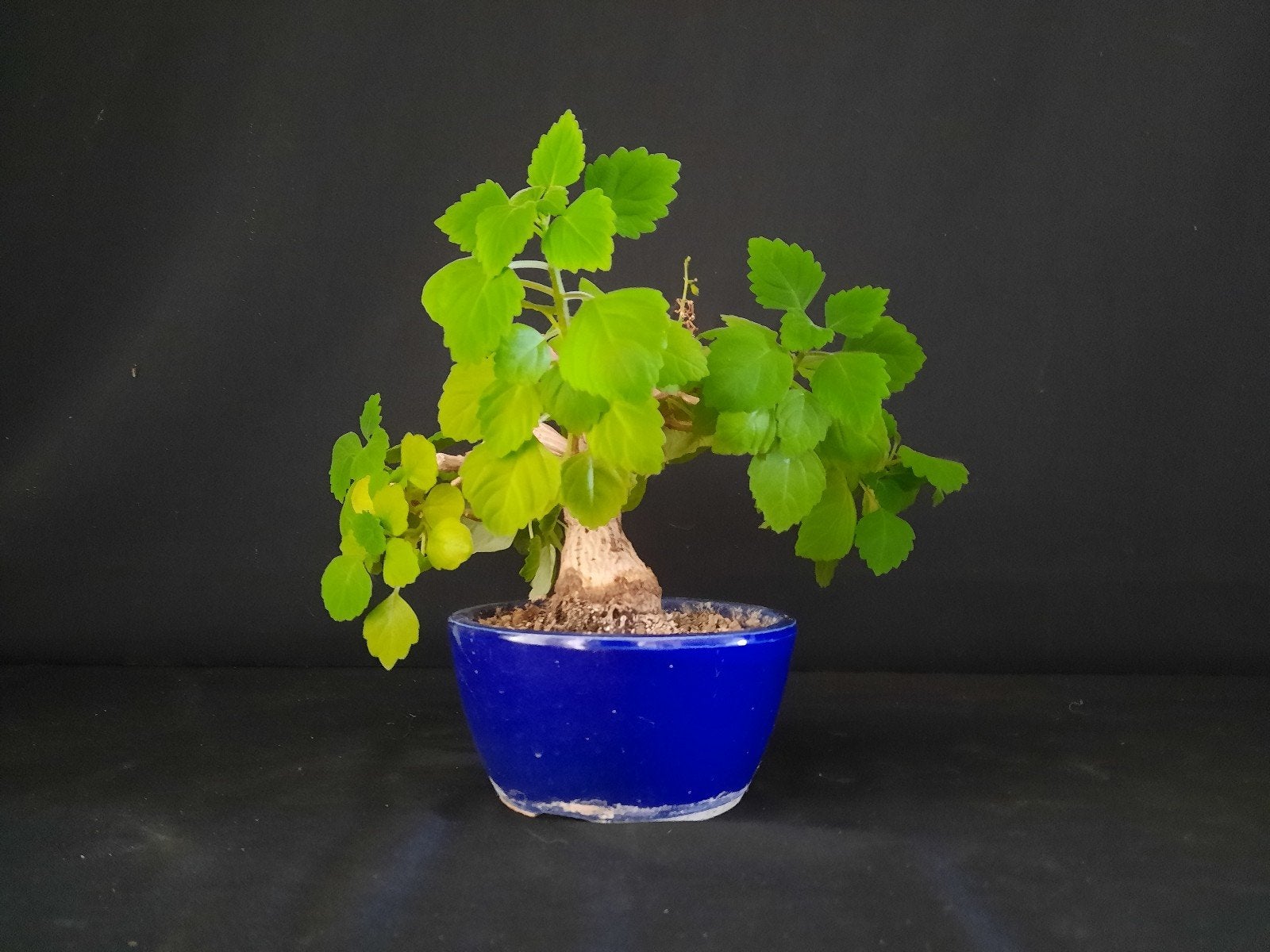 Bonsai Plectranthus, Tuin en Terras, Planten | Bomen, Ophalen of Verzenden