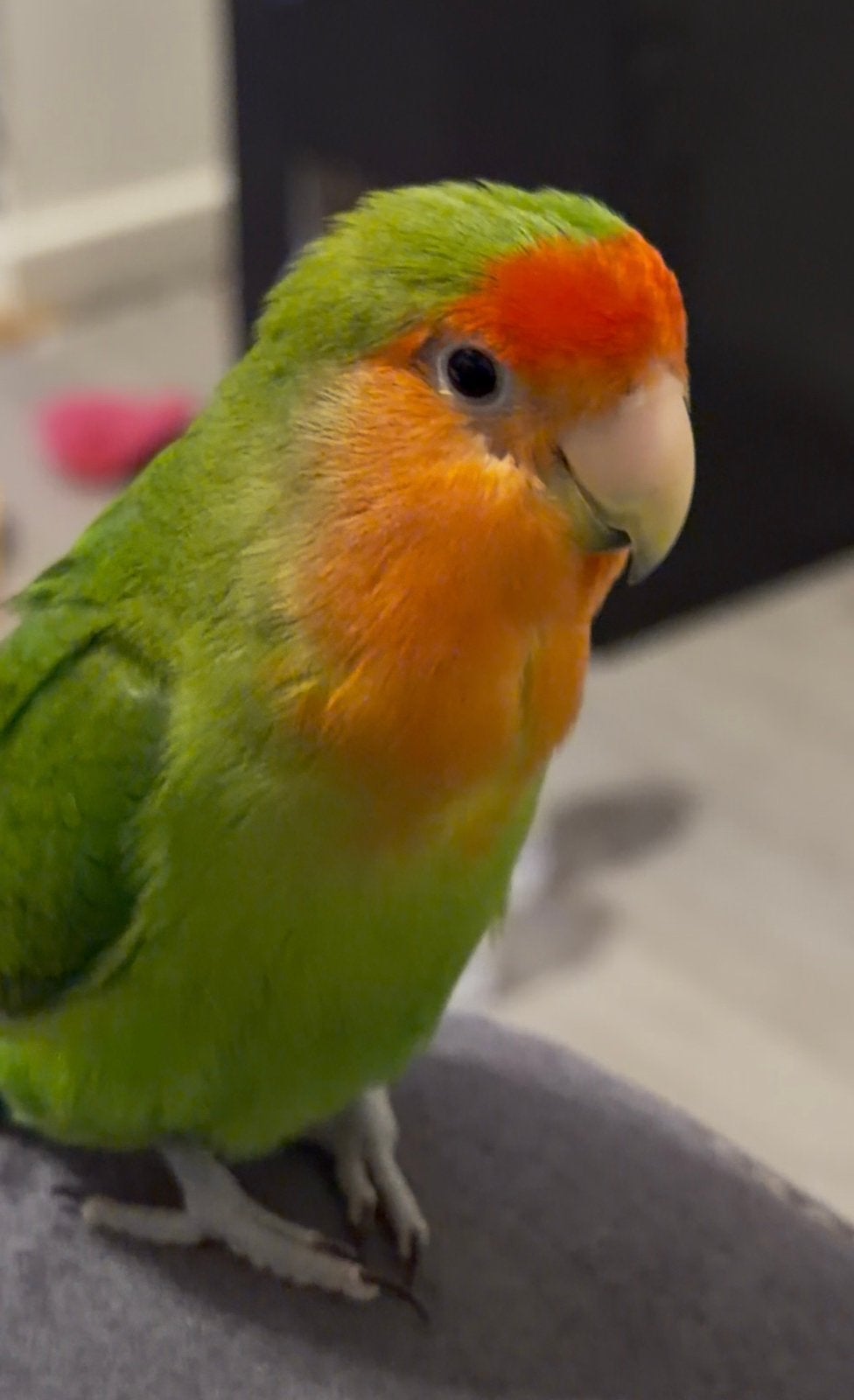 Zeer tamme Agapornis Rio (3 jaar) zoekt liefdevol thuis ️, Mannelijk, Parkiet, Tam