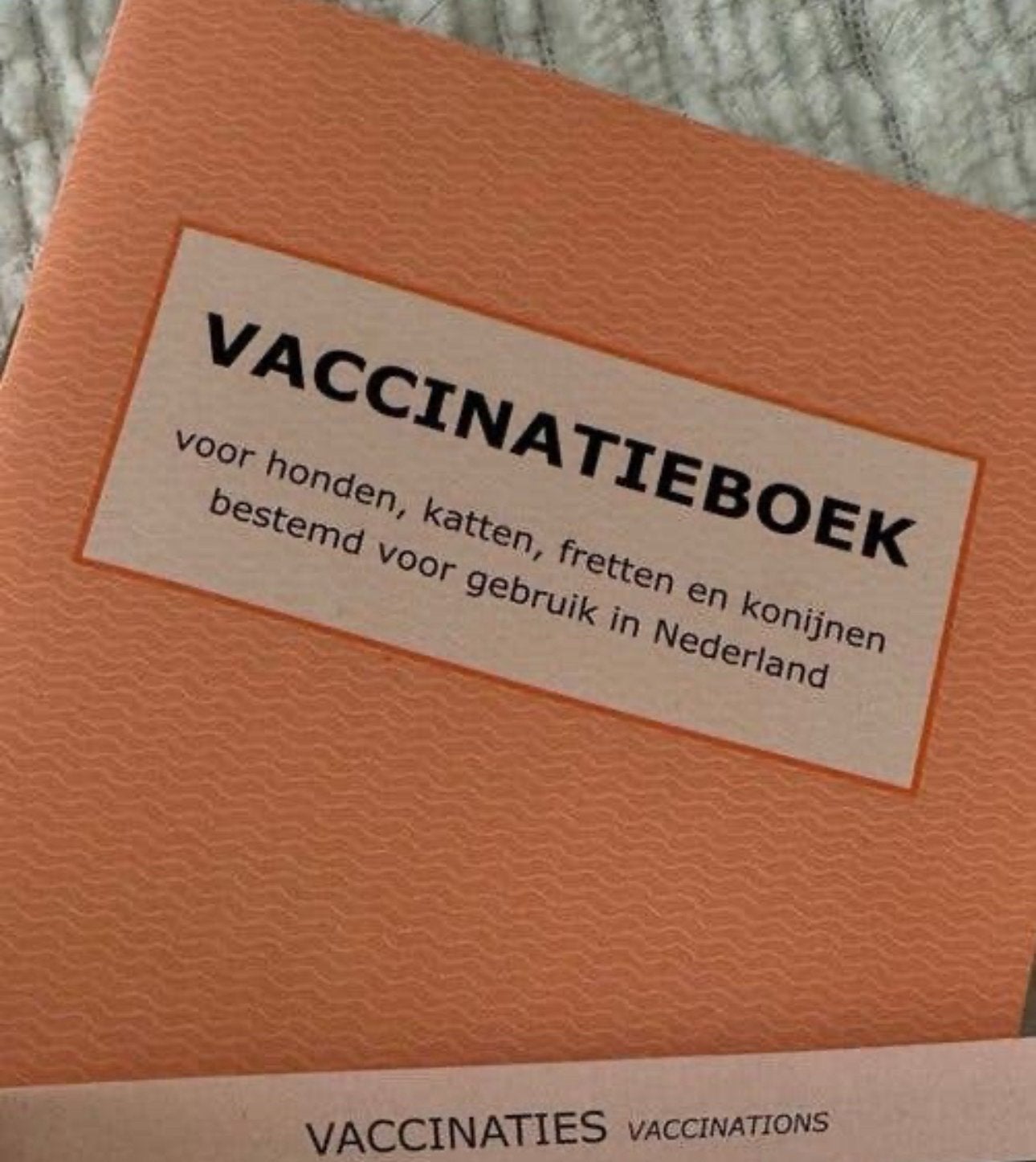 2 britse korthaar / katers te koop + gevaccineerd, Kater, Kortharig, 0 tot 2 jaar