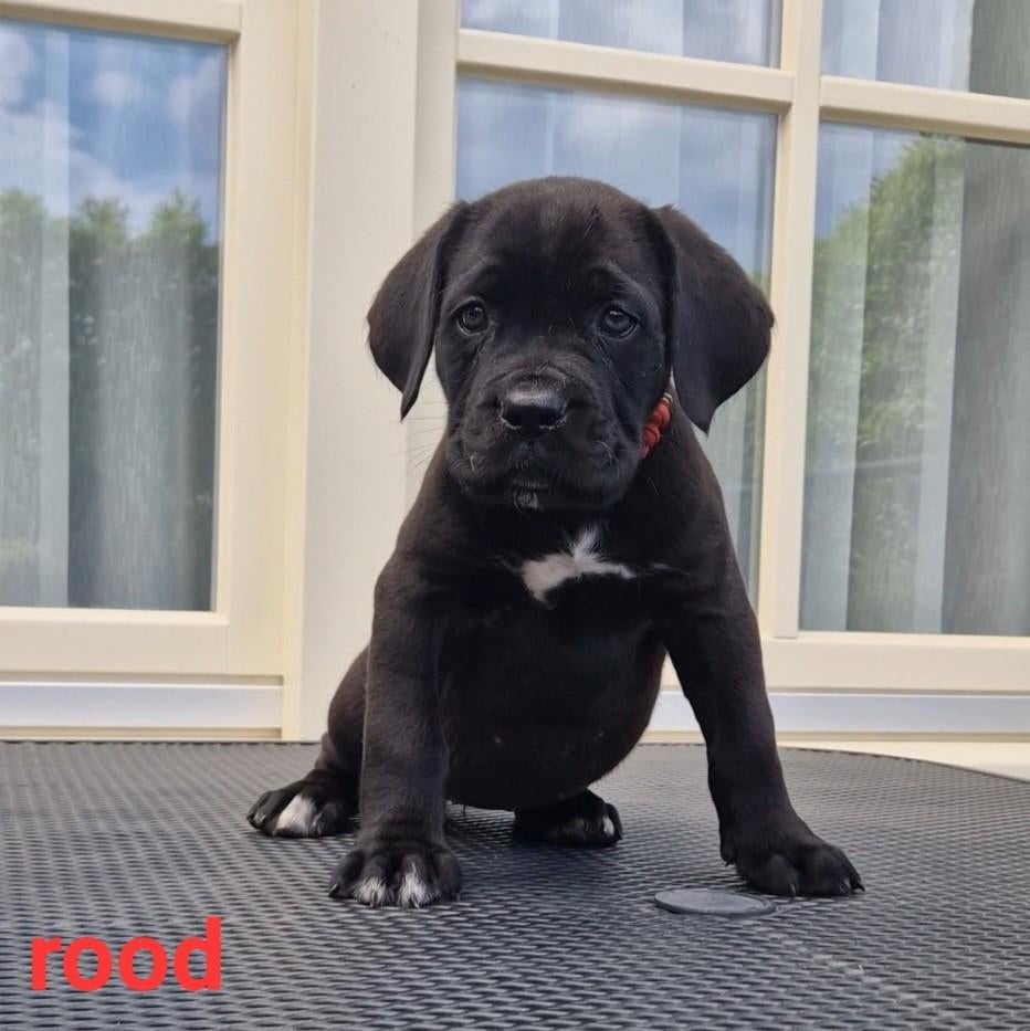 Cane Corso x  Bordeaux Dog PUPS, Dieren en Toebehoren, Honden | Bulldogs, Pinschers en Molossers, Overige rassen, 8 tot 15 weken