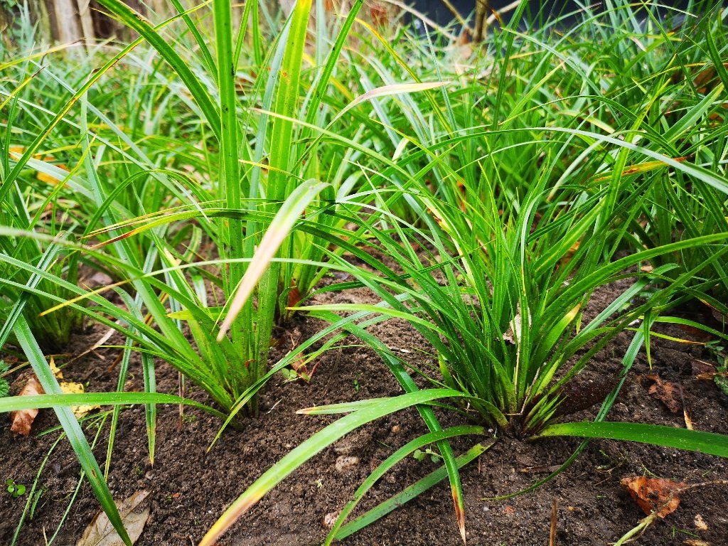 Foto 2 van Carex Morowii siergras bodembedekker Zegge groter dan P9