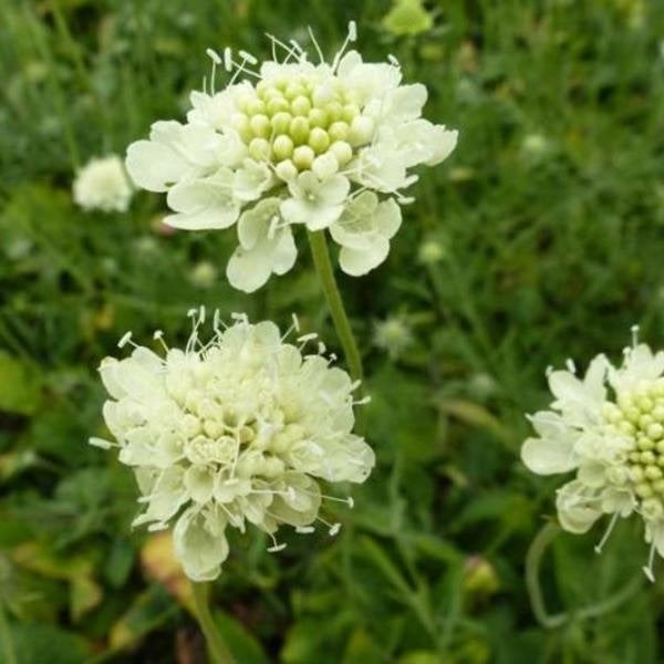 Te koop: geel duifkruid zaailingen, Ophalen, Vaste plant, Overige soorten, Volle zon