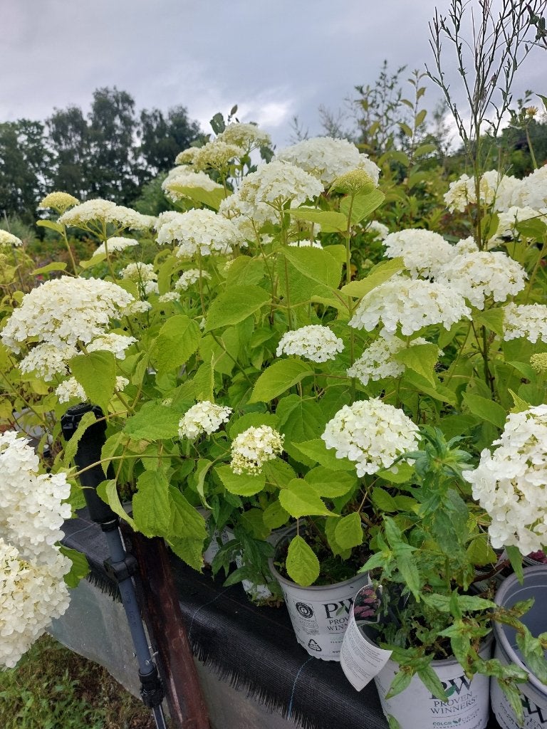 hortensia verschillende soorten, Tuin en Terras, Vaste plant, Halfschaduw, Zomer, Ophalen
