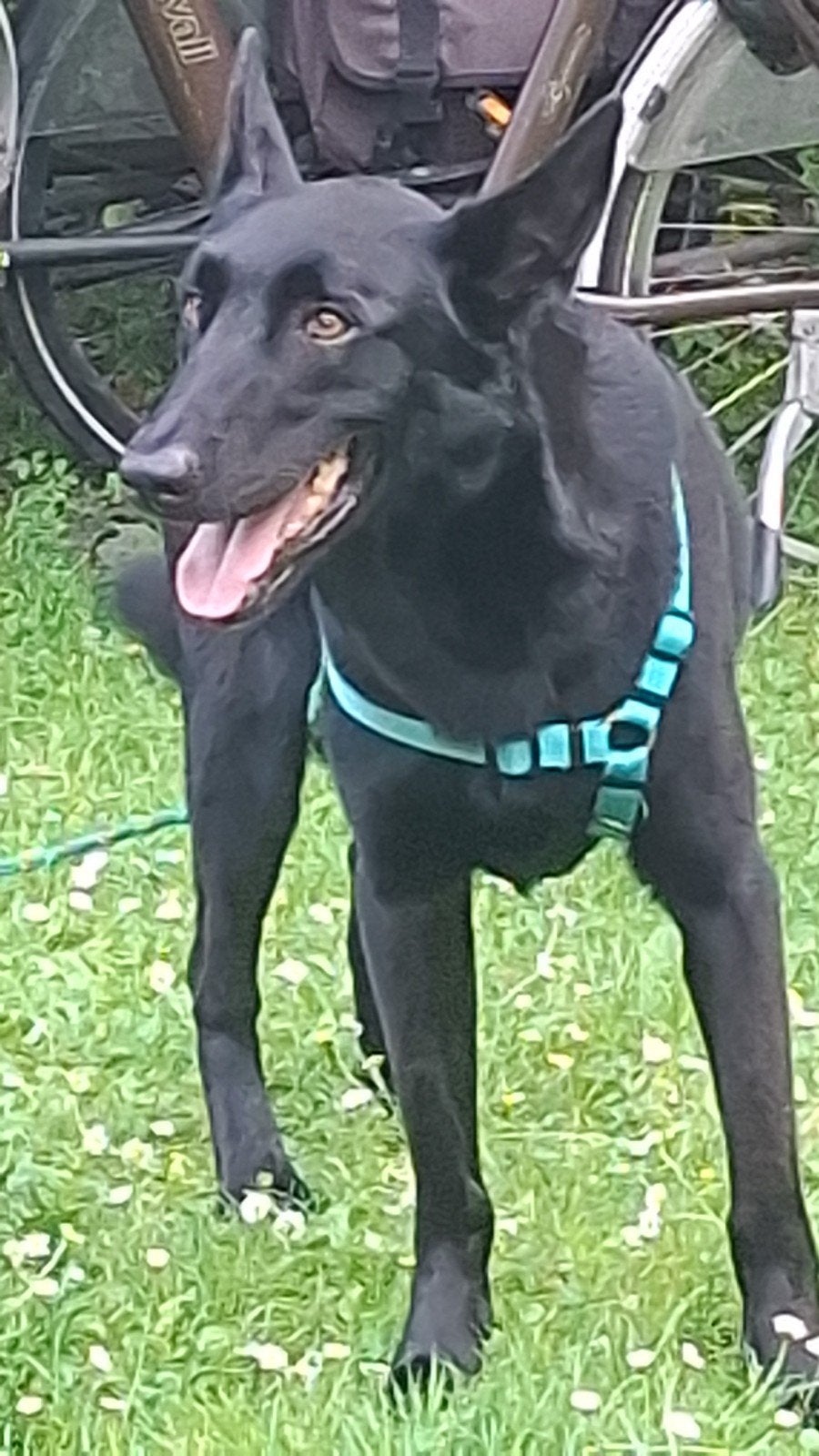 lieve zwarte mechelse herder ongeveer 45 cm hoog 6 jaar oud., 6 jaar of ouder, Teef, Eén hond, Herder