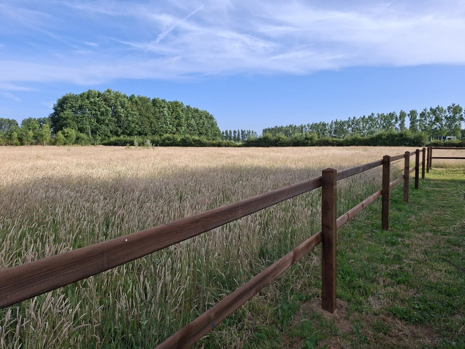 Gezocht: +- 6 Schoonebeker schapen voor een 5-sterrenhuis (r, Meerdere dieren, Schaap