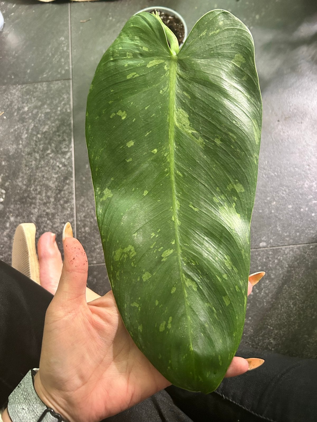 Grote Philodendron Jose Buono gewortelde stek, Huis en Inrichting, Kamerplanten, Ophalen of Verzenden, Halfschaduw, Minder dan 100 cm