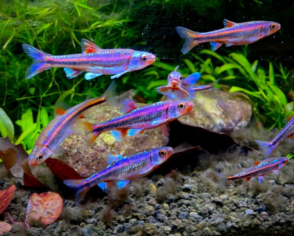Rainbow shiners, Dieren en Toebehoren, Vissen | Vijvervissen, Overige soorten