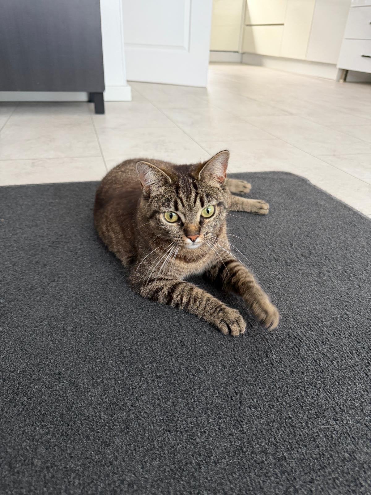 Europese korthaar Poes Mia, Poes