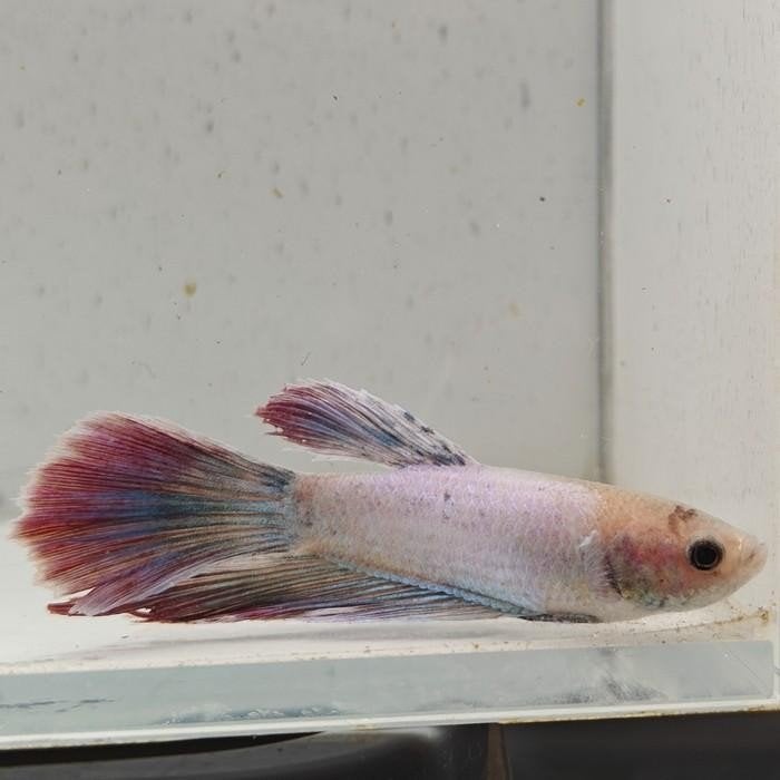 betta splendens man 30, Vis