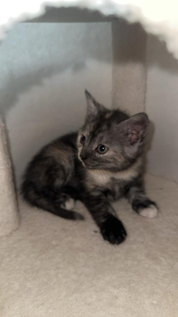 Mooi unieke grijs gevlekte kitten te koop!, Dieren en Toebehoren, Poes