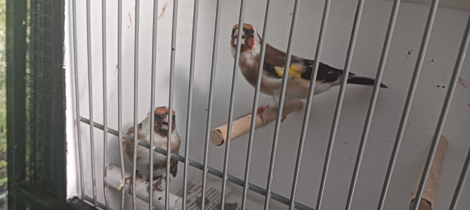 Majoor Putters koppel, Dieren en Toebehoren, Vogels | Overige Vogels, Meerdere dieren, Wildzangvogel
