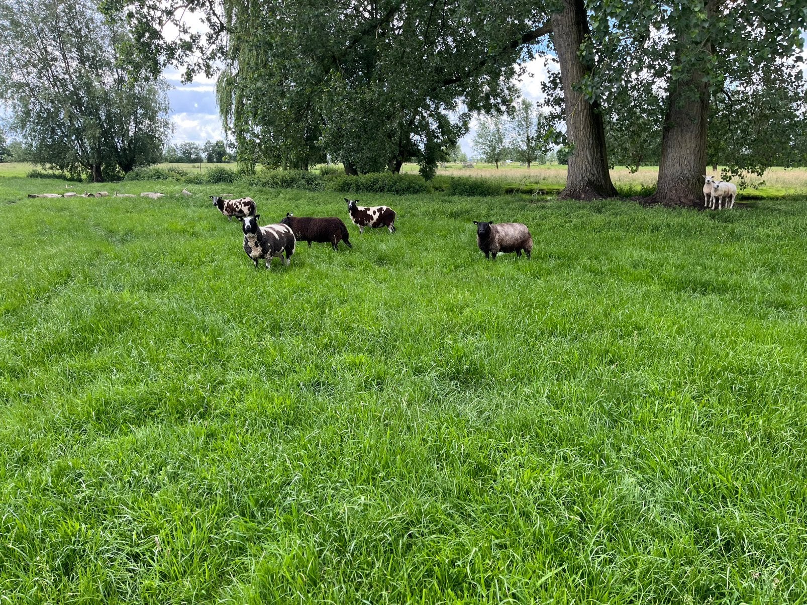 Fokschapen, Dieren en Toebehoren, Schapen, Geiten en Varkens, Vrouwelijk, Schaap
