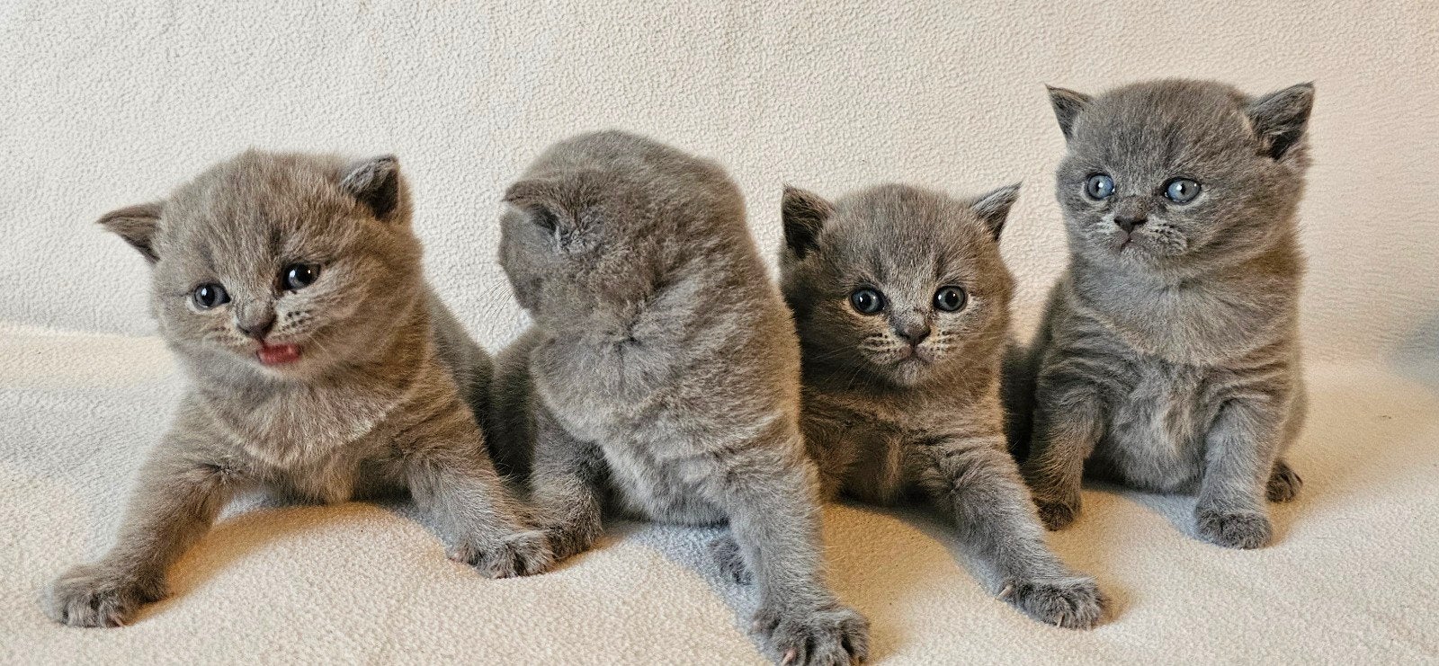Schattige Blauw britse korthaar kittens., Dieren en Toebehoren, Katten en Kittens | Raskatten | Korthaar, Meerdere dieren, Ontwormd