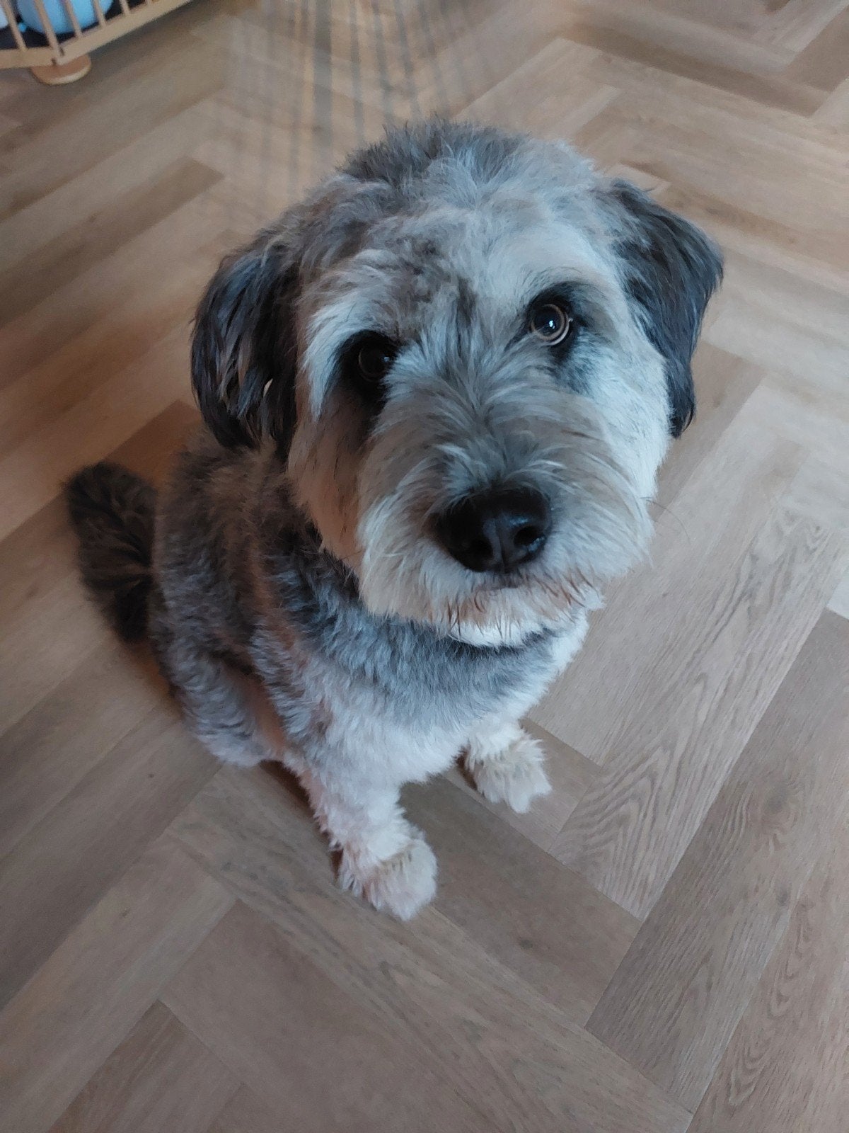 Milo de hond zoekt het juiste huisje, Dieren en Toebehoren, Particulier, Reu, 1 tot 2 jaar, Buitenland