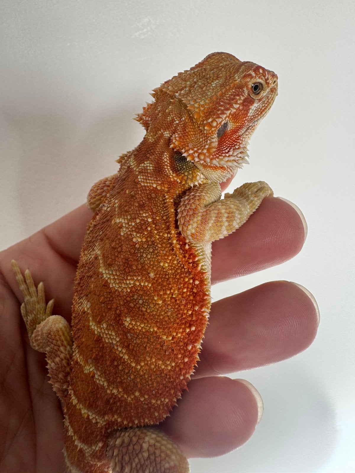 Mooi oranje baardagaam vrouwtje Bearded Dragon - female for sale from De Hobbykweker