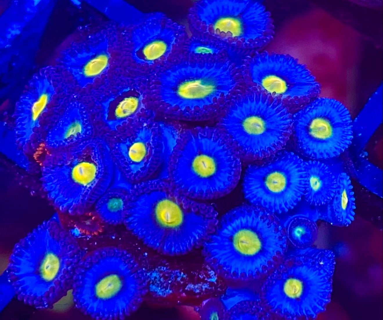 WWC AOI zoanthus koraal stek, Dieren en Toebehoren, Overige typen, Zoutwatervis