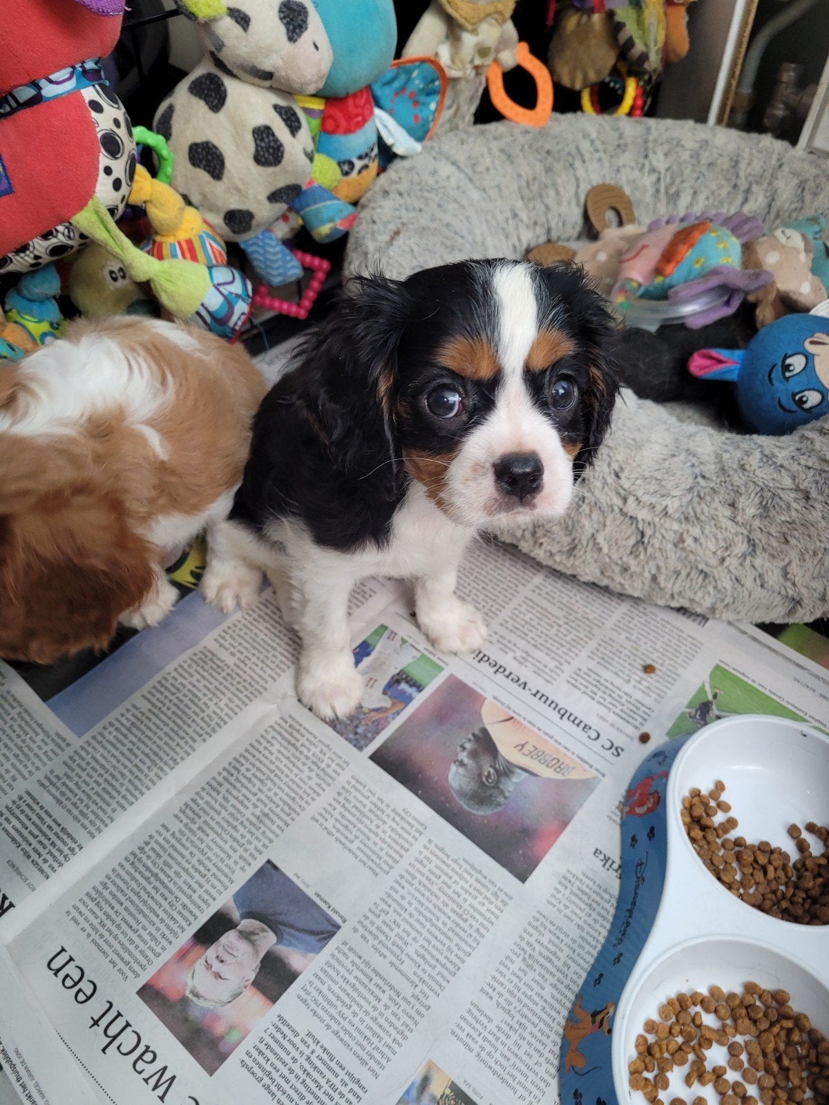 Nog 2 Raszuivere cavelier King charles spaniel puppies, Dieren en Toebehoren, Parvo, Overige rassen, 8 tot 15 weken, Meerdere