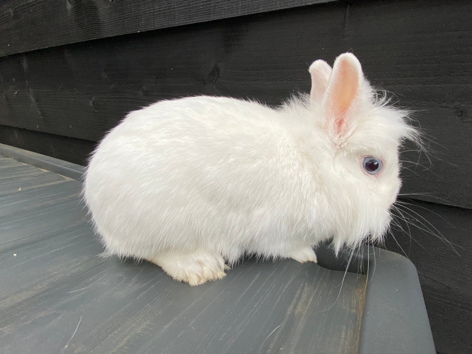 Konijn, Dieren en Toebehoren, Konijnen, Vrouwelijk, Klein, 3 tot 5 jaar
