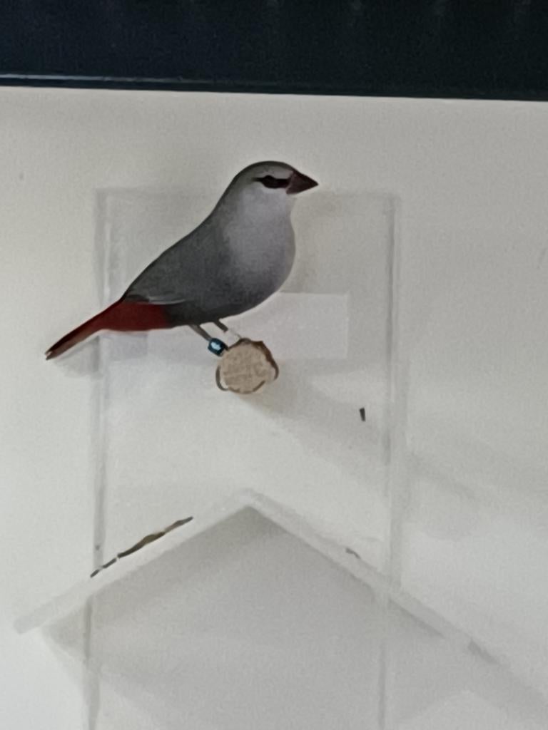 Ik Zoek een Blauwgrijsroodstaartje of Lavendelastrilde man, Dieren en Toebehoren, Mannelijk, Geringd