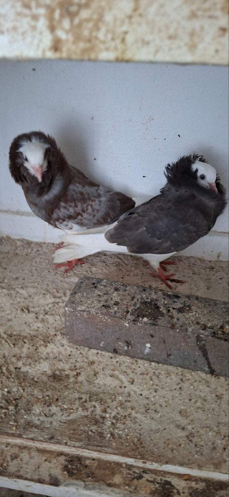 te koop sierduiven Oudhollands kapucijnen duiven, Dieren en Toebehoren, Vrouwelijk, Overige soorten