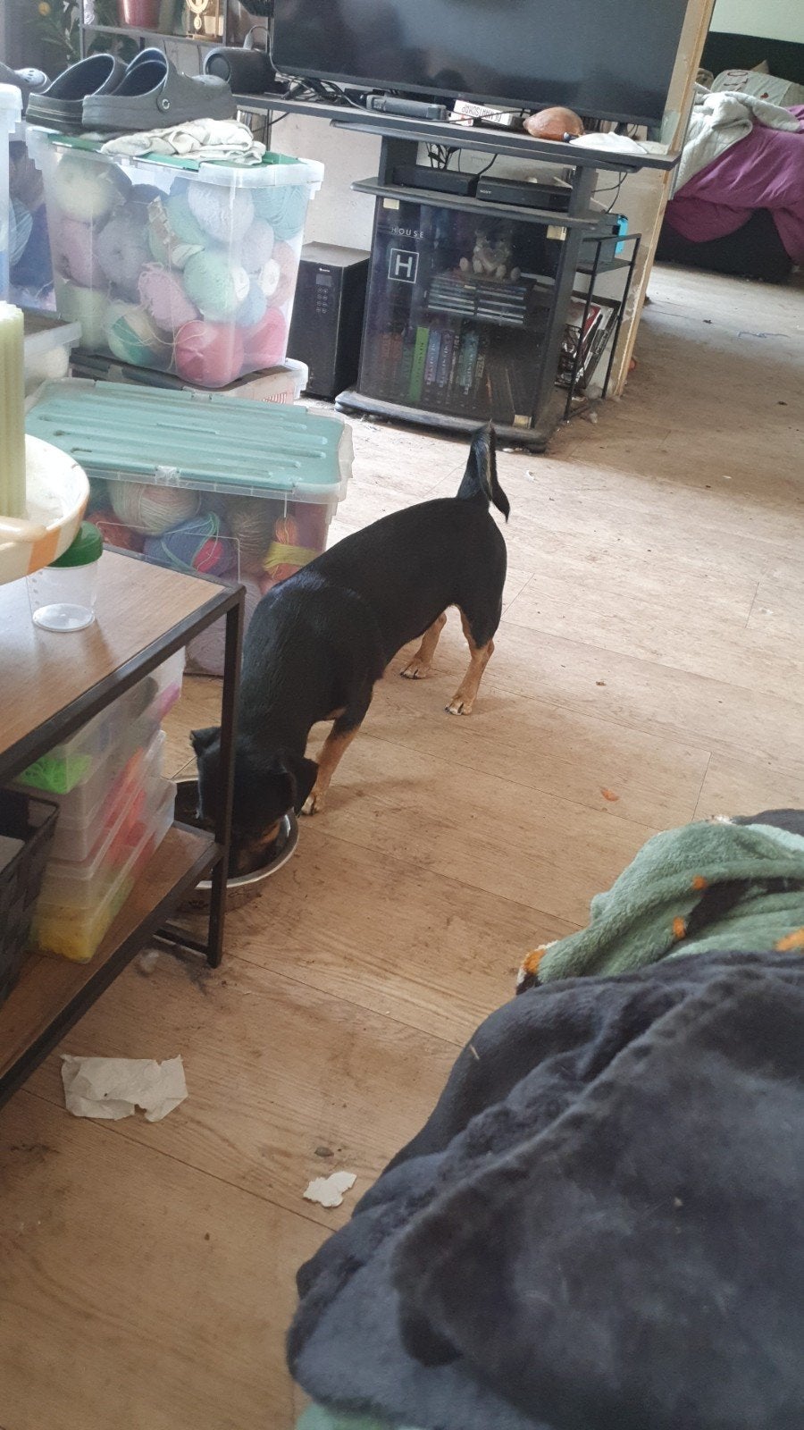 Goofy zoek naar een nieuwe bech, Dieren en Toebehoren, Jack Russell Terriër, Reu, 1 tot 2 jaar, Eén hond