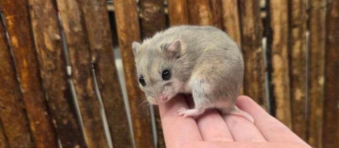 Pip ,lief, tam chinees dwerghamster zoekt een fijne plek, Dieren en Toebehoren, Knaagdieren, Hamster, Maart, Vrouwelijk, Tam