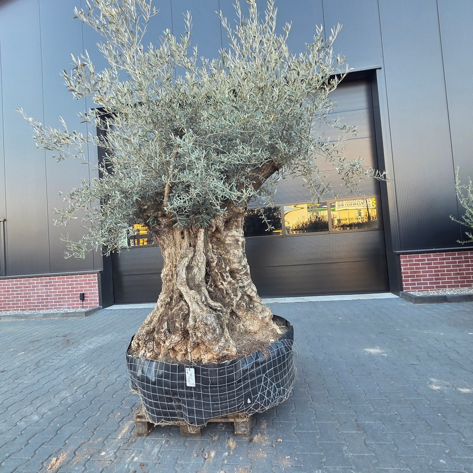 Olea Europaea rustico olijfboom te koop, Ophalen, Volle zon, Olijfboom, 100 tot 250 cm