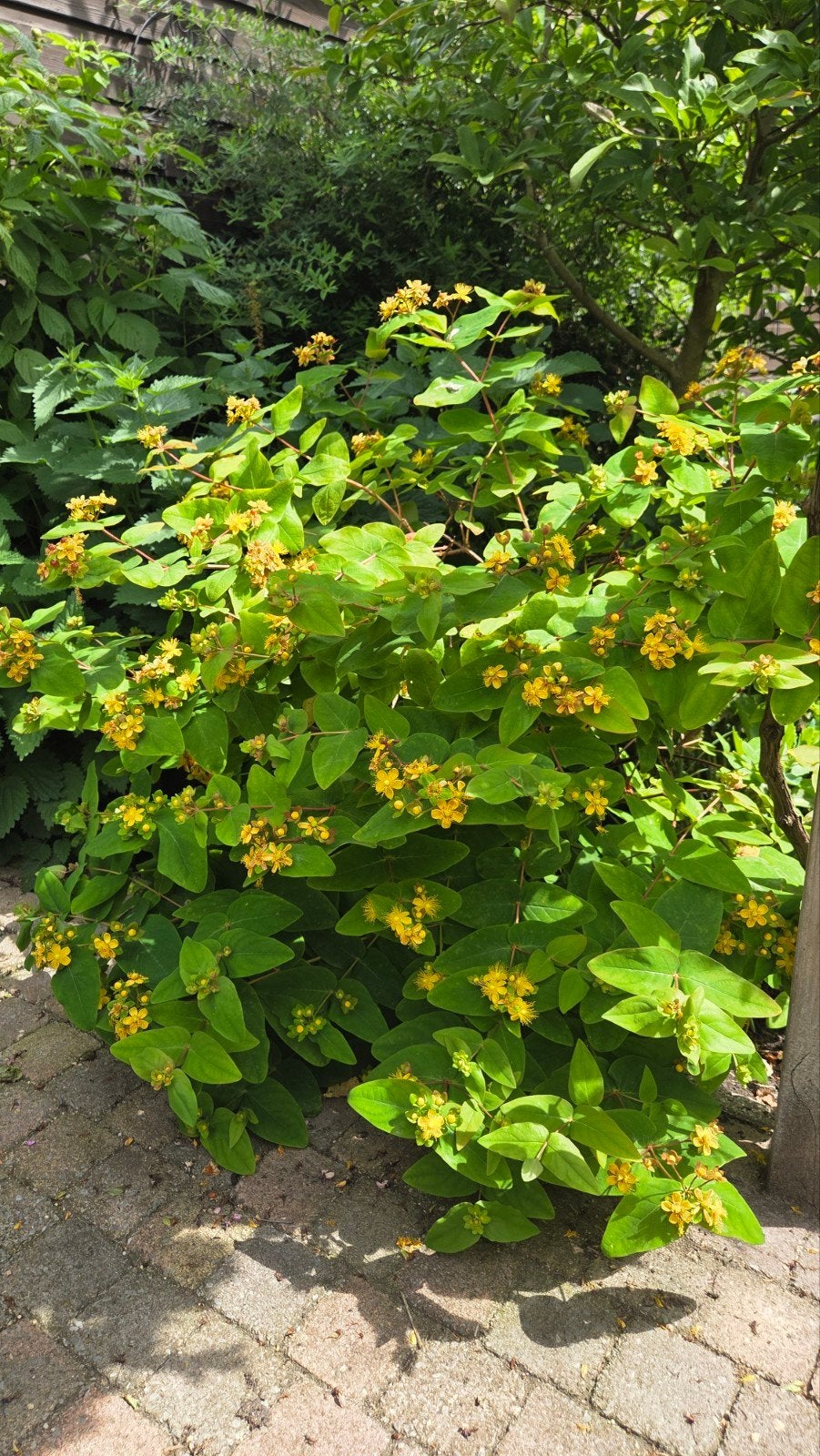 Tutsan (Hypericum) struik - Gele bloemen en rode bessen, Ophalen, Overige soorten, Volle zon