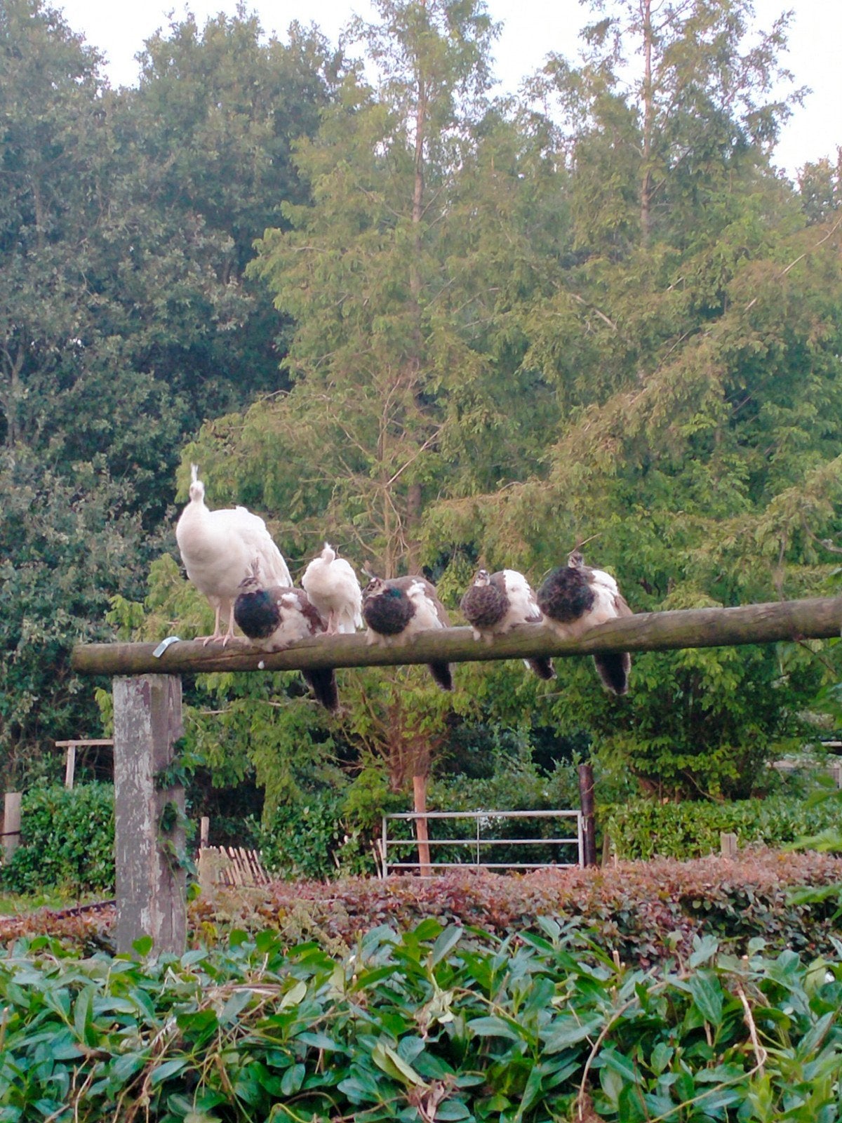 4 prachtige sterke bonte jonge pauwen van dit jaar te koop, Meerdere dieren