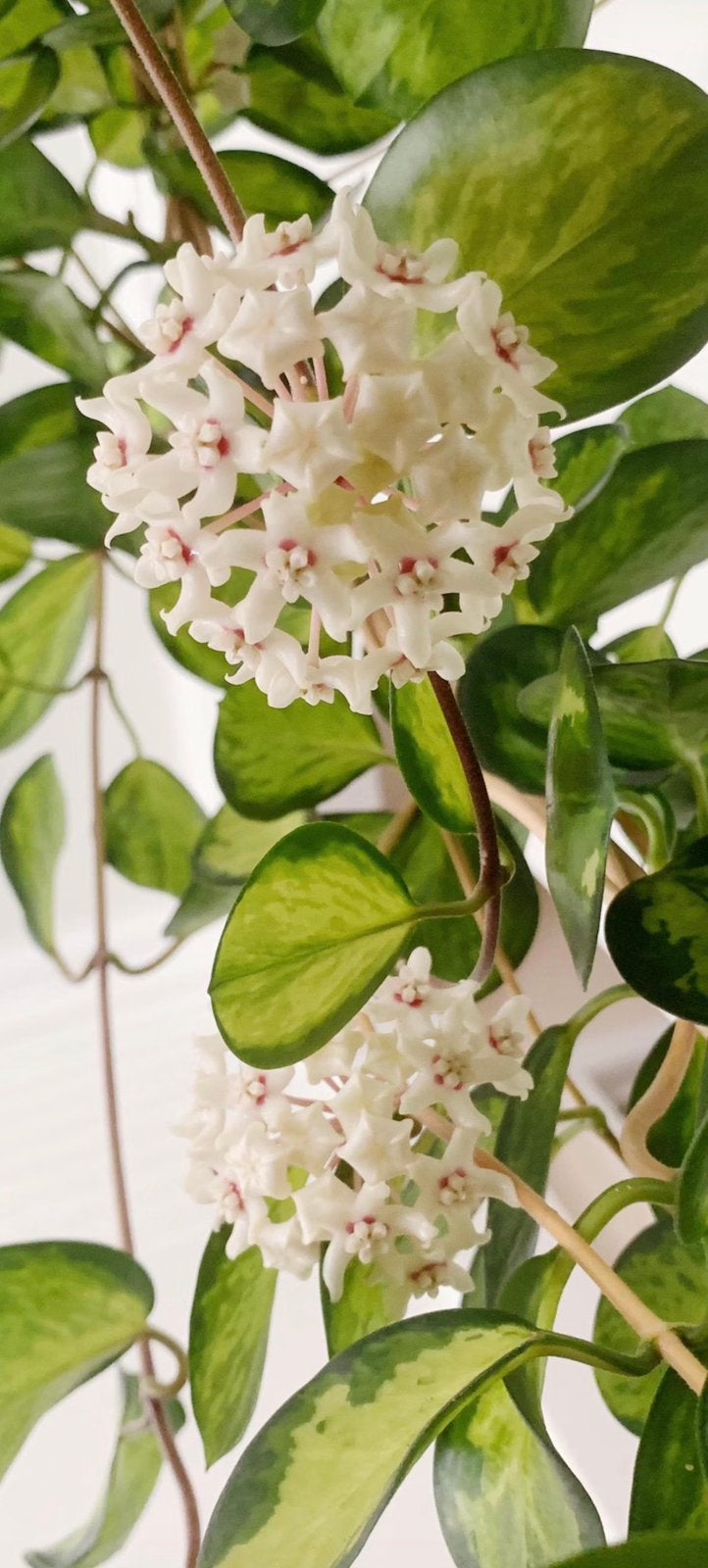 Hoya Australis Lisa - Prachtige hangplant, Tuin en Terras, Planten | Tuinplanten, Ophalen, Vaste plant, Halfschaduw, Klimplanten
