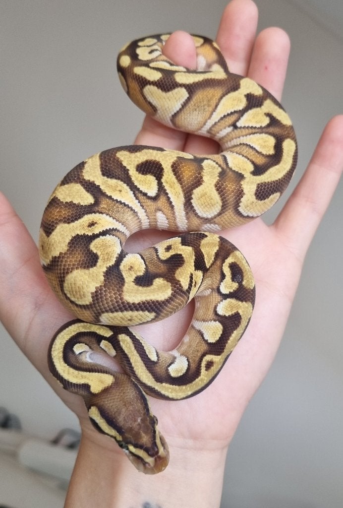 0.1 mojave enchi het piebald Ball Python - female for sale from Snakesnballoons
