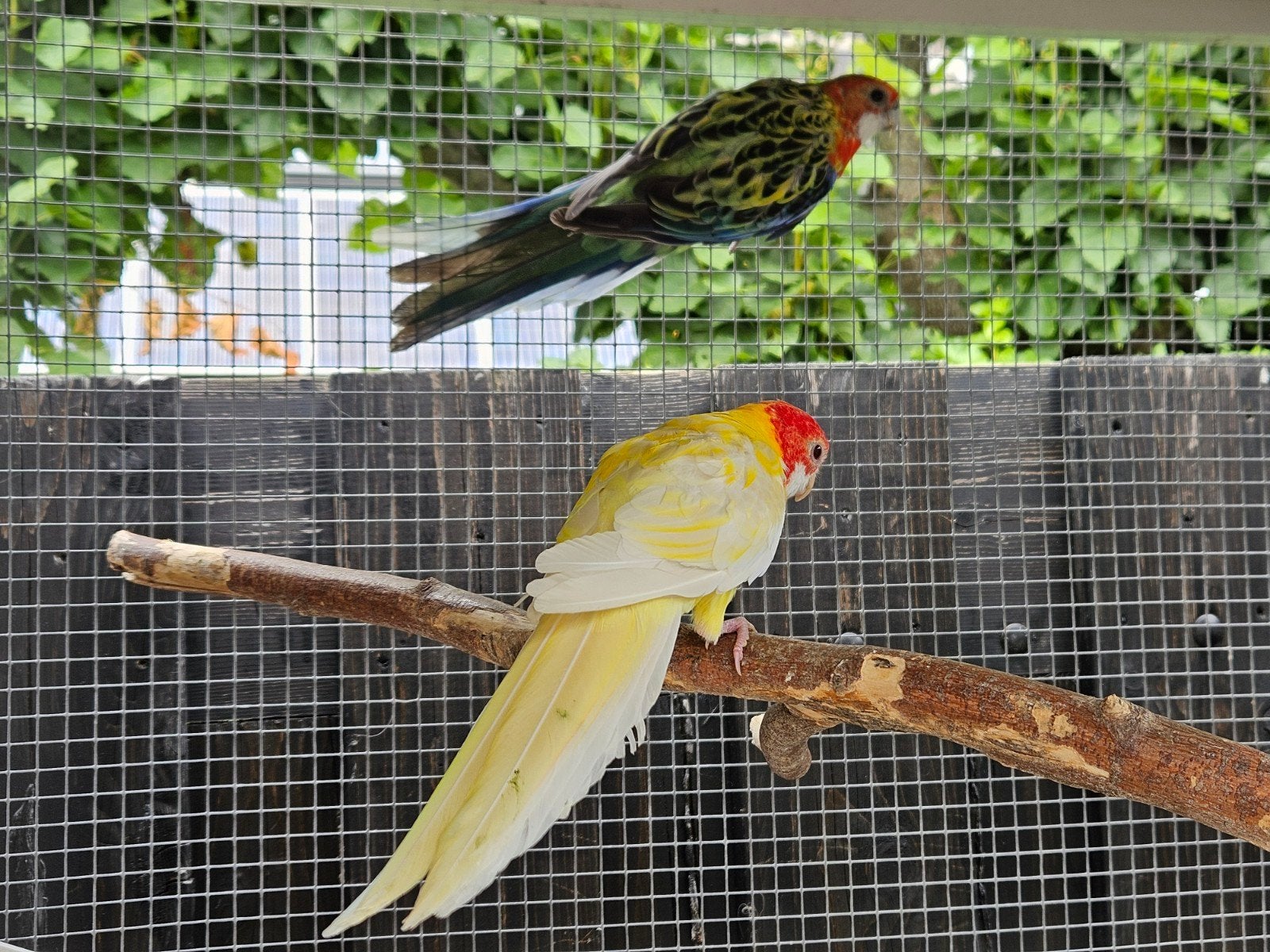 Te koop lutino x wildkleur rosella, Meerdere dieren, Parkiet